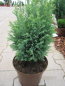Preview: Chamaecyparis lawsoniana Snow White1