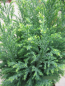 Preview: Chamaecyparis lawsoniana Snow White2