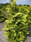 Preview: Chamaecyparis lawsoniana Lane - Gelbe Scheinzypresse Lane 40-50cm