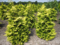 Preview: Chamaecyparis lawsoniana Lane - Gelbe Scheinzypresse Lane 40-50cm