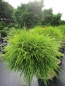 Preview: Chamaecyparis pisifera Sungold Stamm