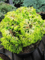 Preview: Hinoki Scheinzypresse Butterball 1
