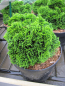 Preview: Hinoki Scheinzypresse Juniperoides