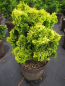Preview: Chamaecyparis obtusa Nana Aurea1