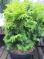 Preview: Chamaecyparis obtusa Spirited3