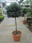 Preview: Chamaecyparis pisifera Boulevard Formschnitt 4