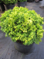 Preview: Chamaecyparis pisifera nana 1