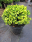 Preview: Chamaecyparis pisifera nana 2