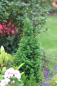 Preview: Chamaecyparis thyoides Top Point 4