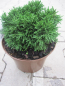 Preview: Scheinzypresse Green Globe 1