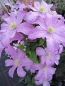 Preview: Clematis Comtesse de Bouchaud hat wunderschöne mittelrosaliche Blüte.