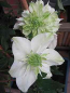 Preview: Clematis florida Alba Plena hat eine wunderschöne gefüllte weiße mit grünlichen Streifen blühende Blüte.