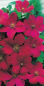 Preview: Clematis hybride Rouge Cardinal hat eine wunderschöne große Blüte.