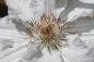 Preview: Clematis Hyde Hall hat eine große Blüte.