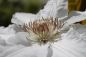 Preview: Clematis Hyde Hall TM Evipo 009 hat eine wunderschöne, große cremeweiße Blüte.