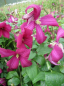 Preview: Clematis viticella Madame Julia Correvon hat eine wunderschöne leuchtend rote Blüte.