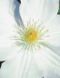 Preview: Clematis Madame le Coultre hat eine wunderschöne weiße Blüte.