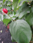 Preview: Cornus mas Redstone 1