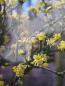 Preview: Cornus mas Redstone 2