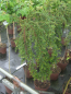 Preview: Cotoneaster adpressus Little Gem - Kissenmispel Little Gem auf 60 cm Stamm veredelt - Zwergcotoneaster - Kriechmispel - wächst sehr langsam und kompakt.