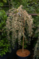 Preview: Cotoneaster dammeri Juliette 1