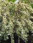 Preview: Cotoneaster dammeri Juliette 5