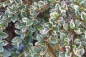 Preview: Cotoneaster horizontalis Variegatus 1