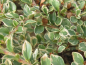 Preview: Cotoneaster horizontalis Variegatus 5