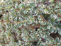 Preview: Cotoneaster horizontalis Variegatus - weißbunte Fächer-Zwergmispel auf ca. 80 cm Stamm veredelt - sommergrün - hat grüne Blätter mit einem cremeweißen Rand.