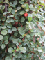 Preview: Cotoneaster praecox Boer 1