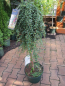 Preview: Cotoneaster praecox Boer 2