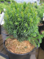 Preview: Cryptomeria japonica Funny 3