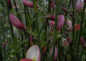 Preview: Cytisus praecox Zeelandia2
