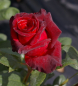 Preview: Edelrose Black Baccara 1