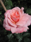 Preview: Edelrose Botticelli® - Rosa Botticelli® - lachsrosa - Duft+++ zeigt sich mit lachsrosafarbenen Blüten, die wunderbar gefüllt sind und einen schönen Duft verbreiten.