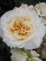 Preview: Edelrose Comtessa® - Rosa Comtessa® - Nostalgierose - cremefarbend - Duft++++ - Tantau-Rose - zeigt ab Juni rein cremefarbene, stark gefüllte und intensiv duftende Blüten.
