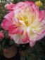 Preview: Edelrose Double Delight