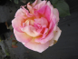 Preview: Edelrose Elle® - Rosa Elle® - Teehybride - Duftrose der Provence - gelb-lachsrosa - Duft++++ - besitzt einen besonders winterharten, buschigen und aufrechten Wuchs an einem hellen Standort.