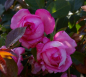 Preview: Edelrose La Rose de Molinard