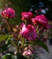 Preview: Edelrose La Rose de Molinard