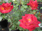Preview: Beetrose Mein München® - Rosa Mein München® - Moderne Rose - Teehybride - rot-orange-gelb - Duft+ - besitzt eine besonders gute Winterhärte. Der Standort sollte halbschattig bis sonnig sein.