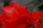 Preview: Edelrose Rosa Alexander® leuchtend zinnoberrot Duft++ benötigt einen halbschattigen bis sonnigen Standort.