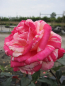 Preview: Edelrose Rosa Broceliande 1