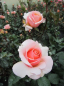 Preview: Edelrose Scented Memory™ - Rosa Scented Memory™ - apricotfarbend gemischt  - Duft+ - Poulsen-Rosen - besitzt eine besonders gute Winterharte an einem sonnigen, luftigen Standort.