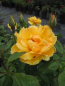 Preview: Englische Rose Easy Going 1