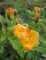 Preview: Englische Rose Easy Going 2