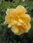 Preview: Englische Rose Easy Going 3