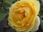 Preview: Rosa Graham Thomas 1