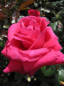 Preview: Edelrose Lady Mitchell® - Rosa Lady Mitchell® - rot - Duft++++ - Harkness-Rose - begeistert ab Juni mit roten, gefüllten Blüten, die einen angenehmen, fruchtigen Duft verbreiten.