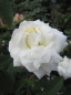 Preview: Englische Rose Susan Williams Ellis® syn. Ausquirk® - Rosa Susan Williams Ellis® syn. Ausquirk® - reinweiß - Duft++++ - Austin-Rose - zeigt bereits ab Mai reinweiße, stark duftende, doppelt gefüllte Blüten.